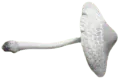Image posted by the member