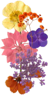 Image posted by the member