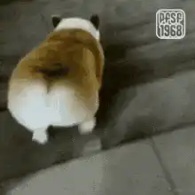 Image posted by the member
