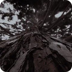 Image posted by the member