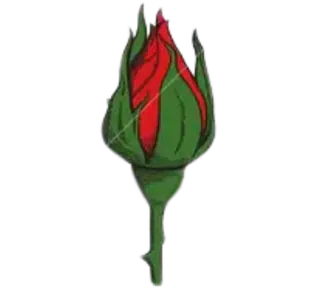Image posted by the member