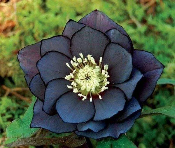 Image posted by the member