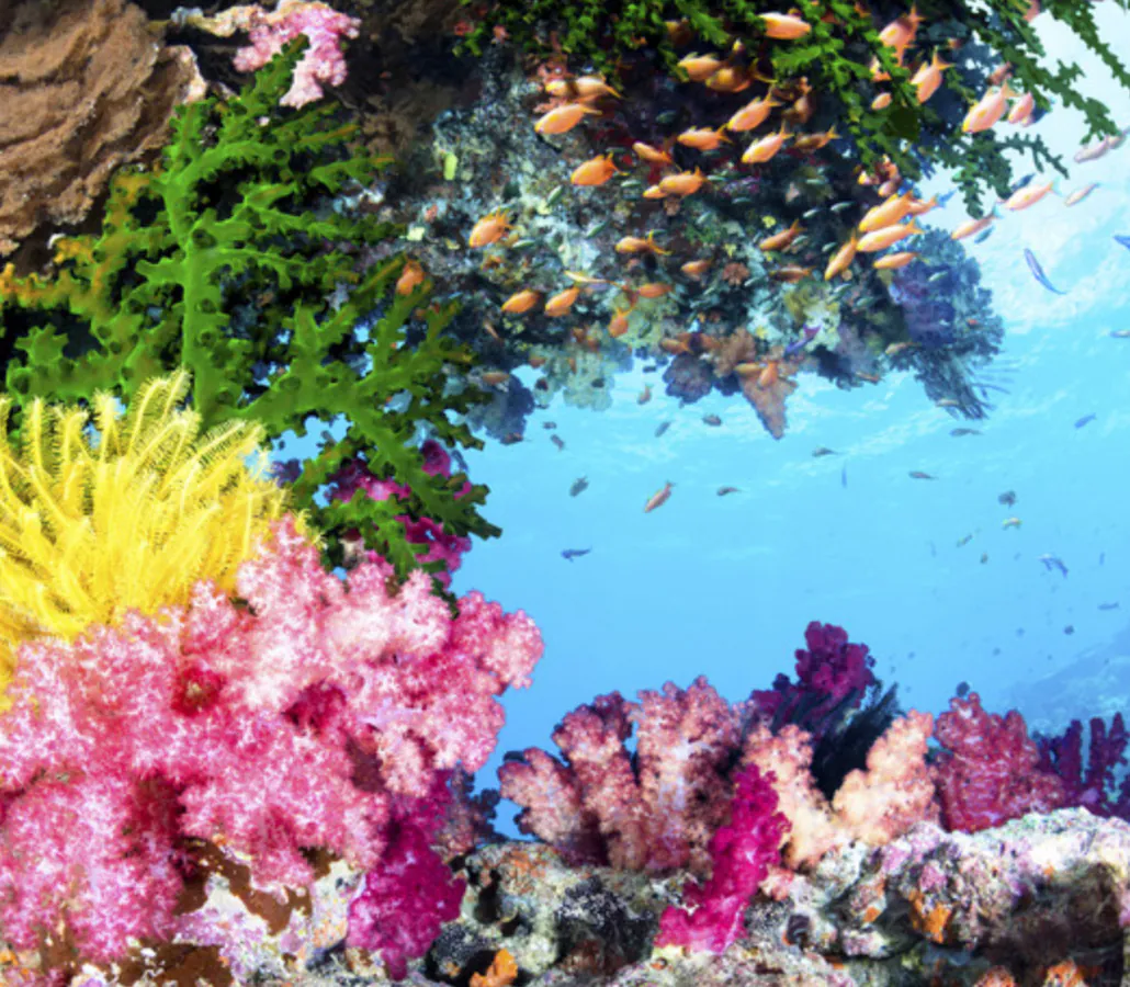 Flora and fauna of the Pacific Ocean