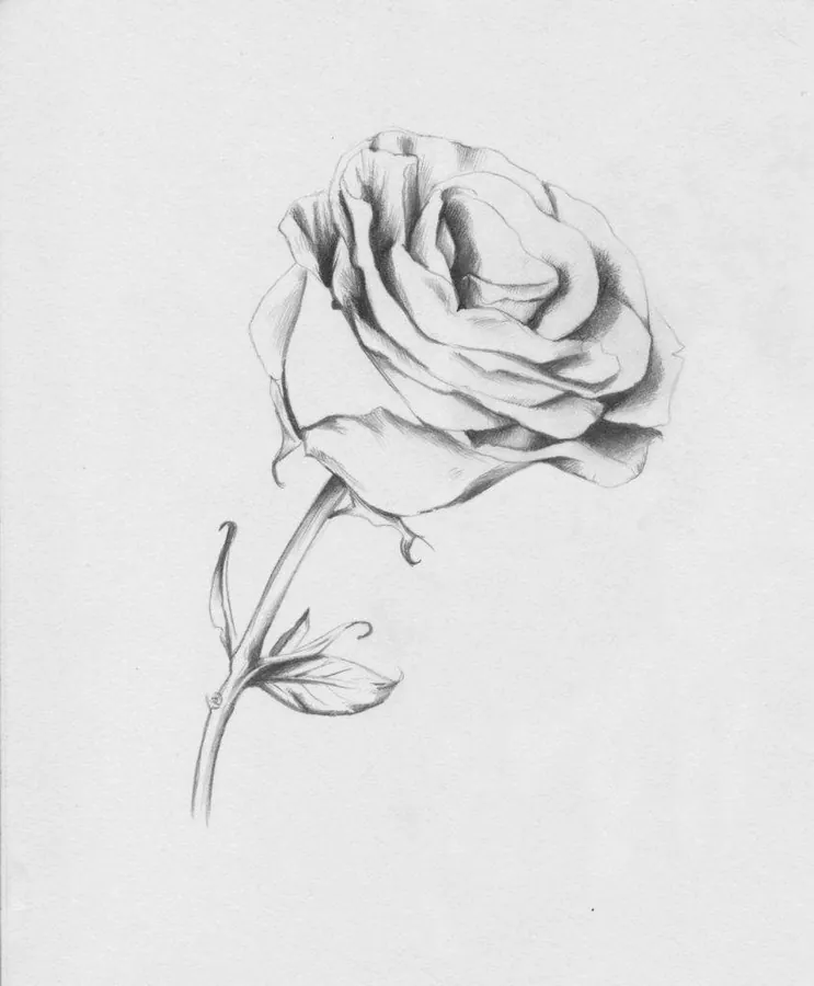 Image posted by the member
