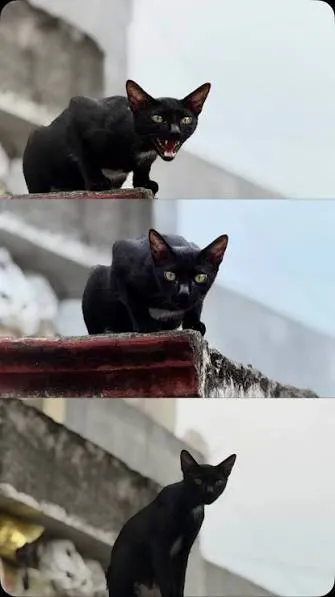 Black cat