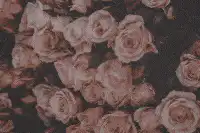 Image posted by the member