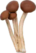 Image posted by the member