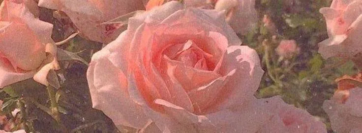 Image posted by the member