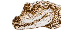 Image posted by the member