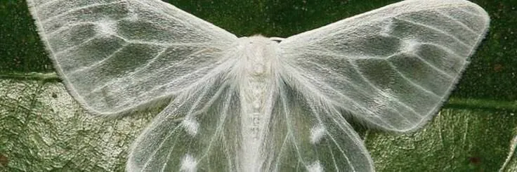 Image posted by the member