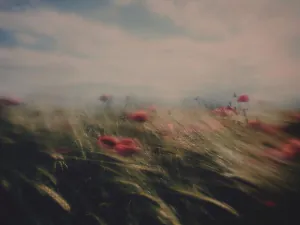 Image posted by the member