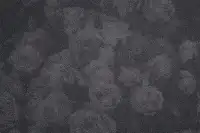 Image posted by the member