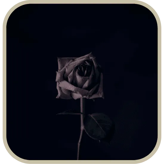 Image posted by the member
