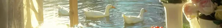 Image posted by the member