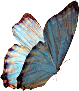 Image posted by the member