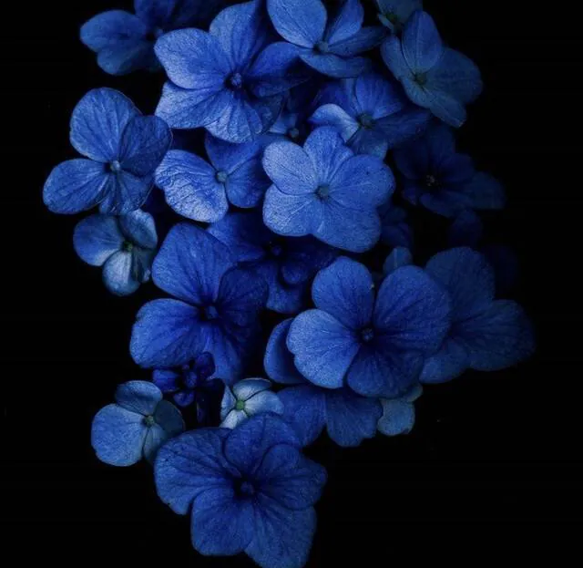 Image posted by the member