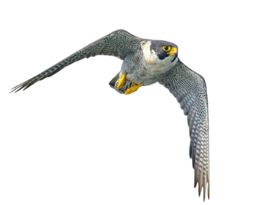 peregrine