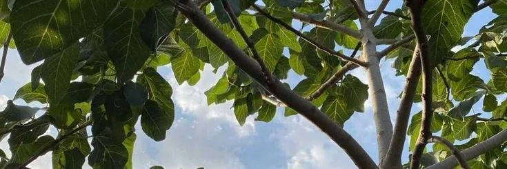 Image posted by the member