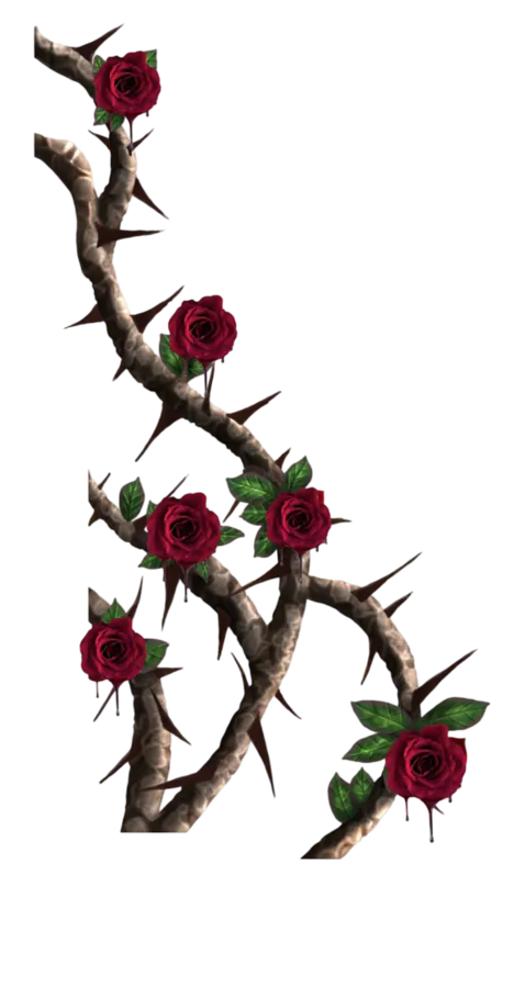 Image posted by the member