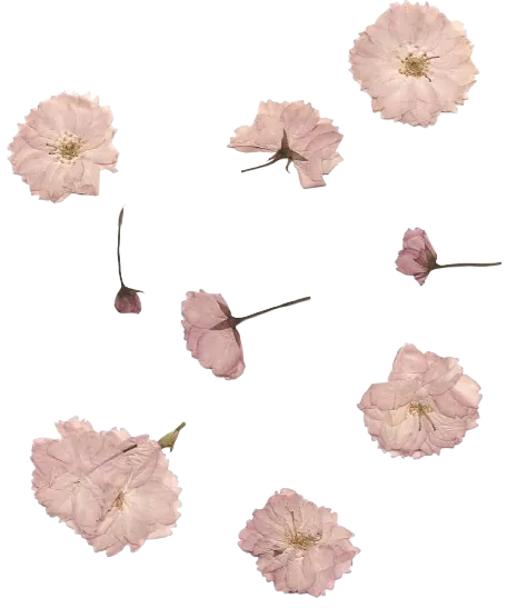 Dried flowers