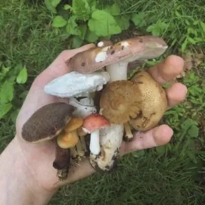 Image posted by the member