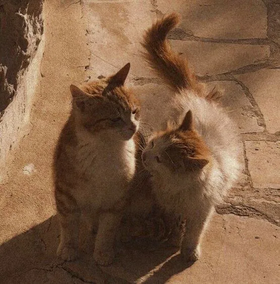 Image posted by the member