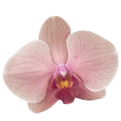 Image posted by the member