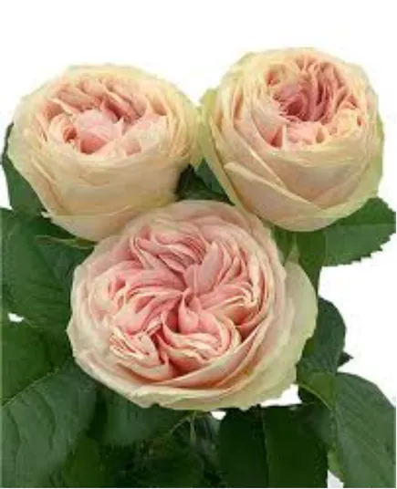 Image posted by the member