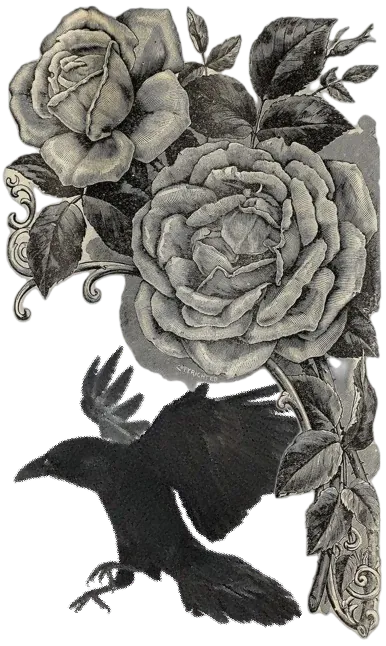 Image posted by the member