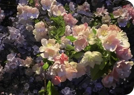 Image posted by the member