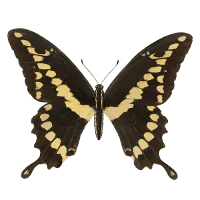 Image posted by the member