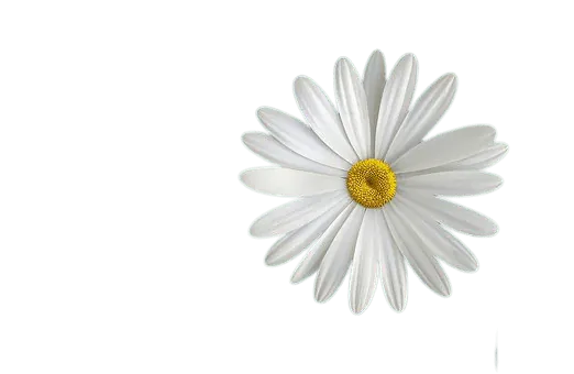 Image posted by the member