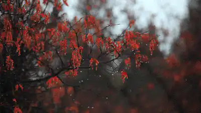 Image posted by the member