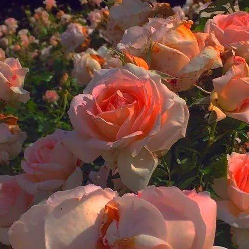 Image posted by the member