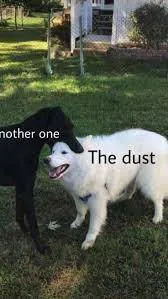 Image posted by the member