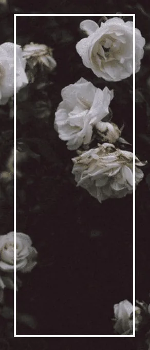 Image posted by the member