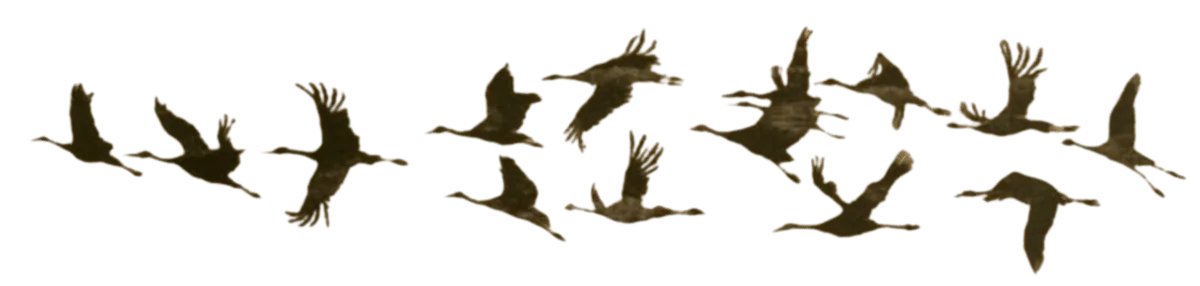 Image posted by the member