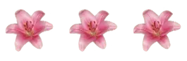 Image posted by the member