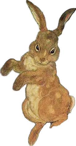 rabbit