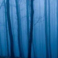 Image posted by the member