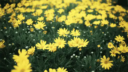Image posted by the member