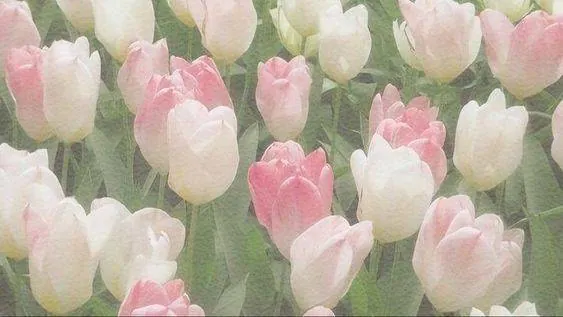 Image posted by the member