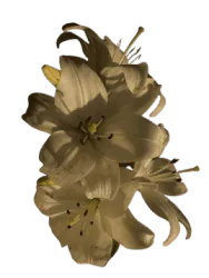 Image posted by the member