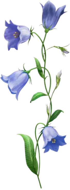 bluebells