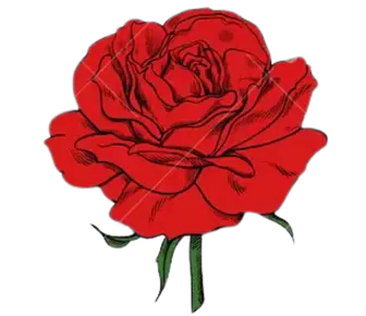 Image posted by the member