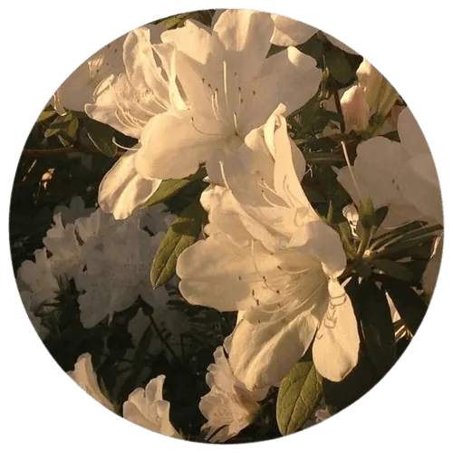 Image posted by the member