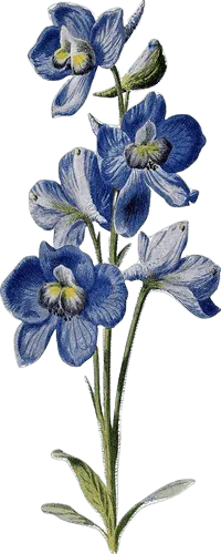Image posted by the member