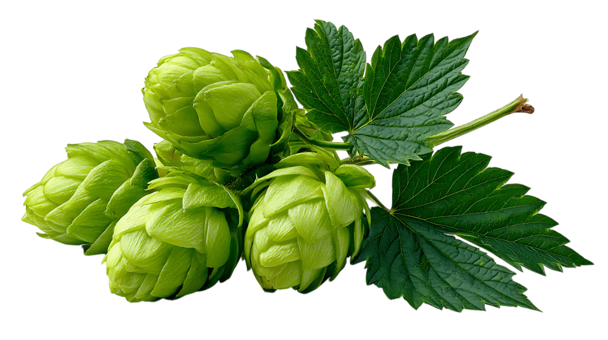 hops