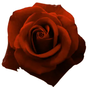 Image posted by the member