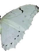 Image posted by the member